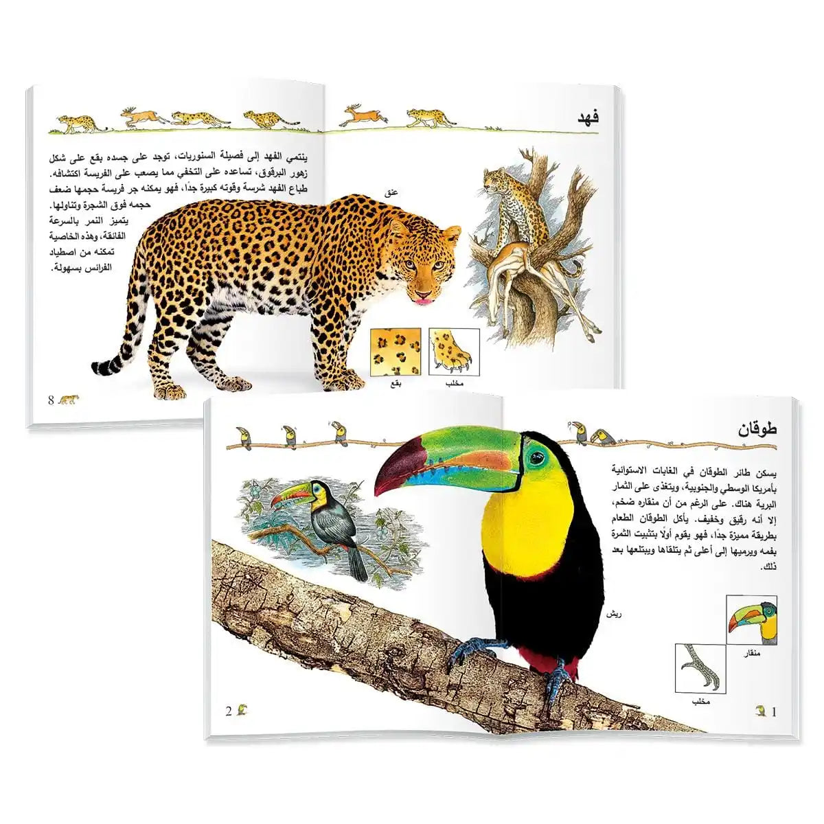 Arabic version of children's animal cognition picture book set helps babies' cognitive development