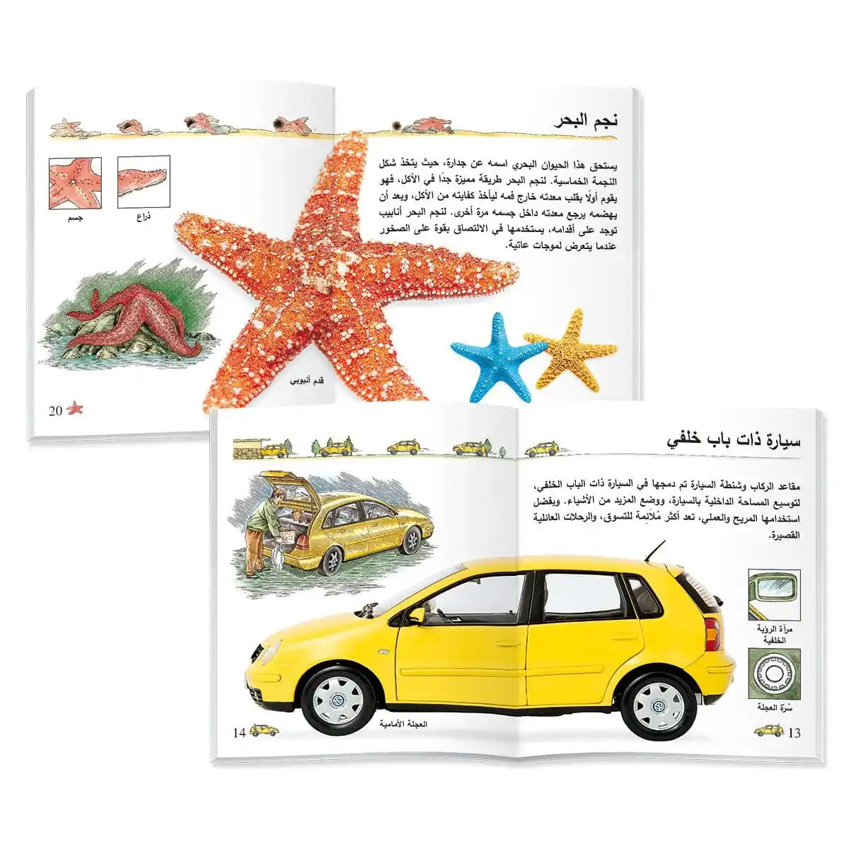 Arabic version of children's animal cognition picture book set helps babies' cognitive development