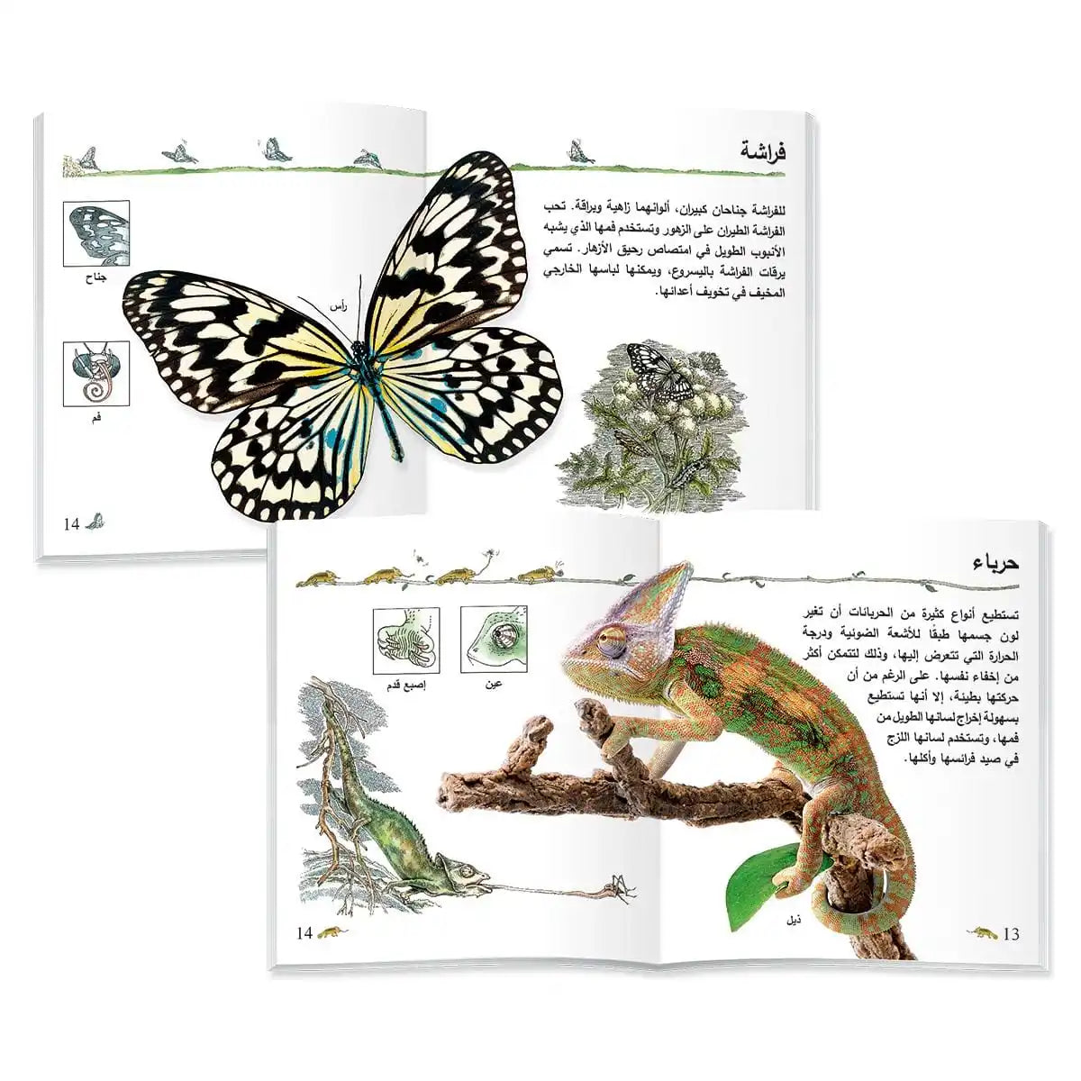 Arabic version of children's animal cognition picture book set helps babies' cognitive development
